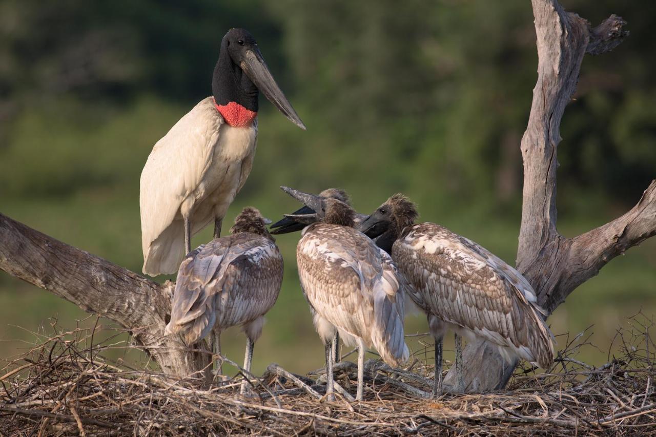 Southwild Pantanal Lodge Pixaim Ngoại thất bức ảnh