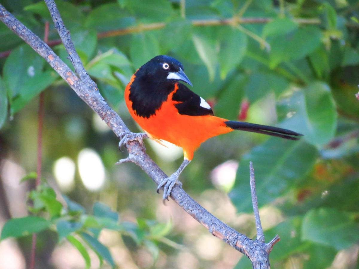 Southwild Pantanal Lodge Pixaim Ngoại thất bức ảnh