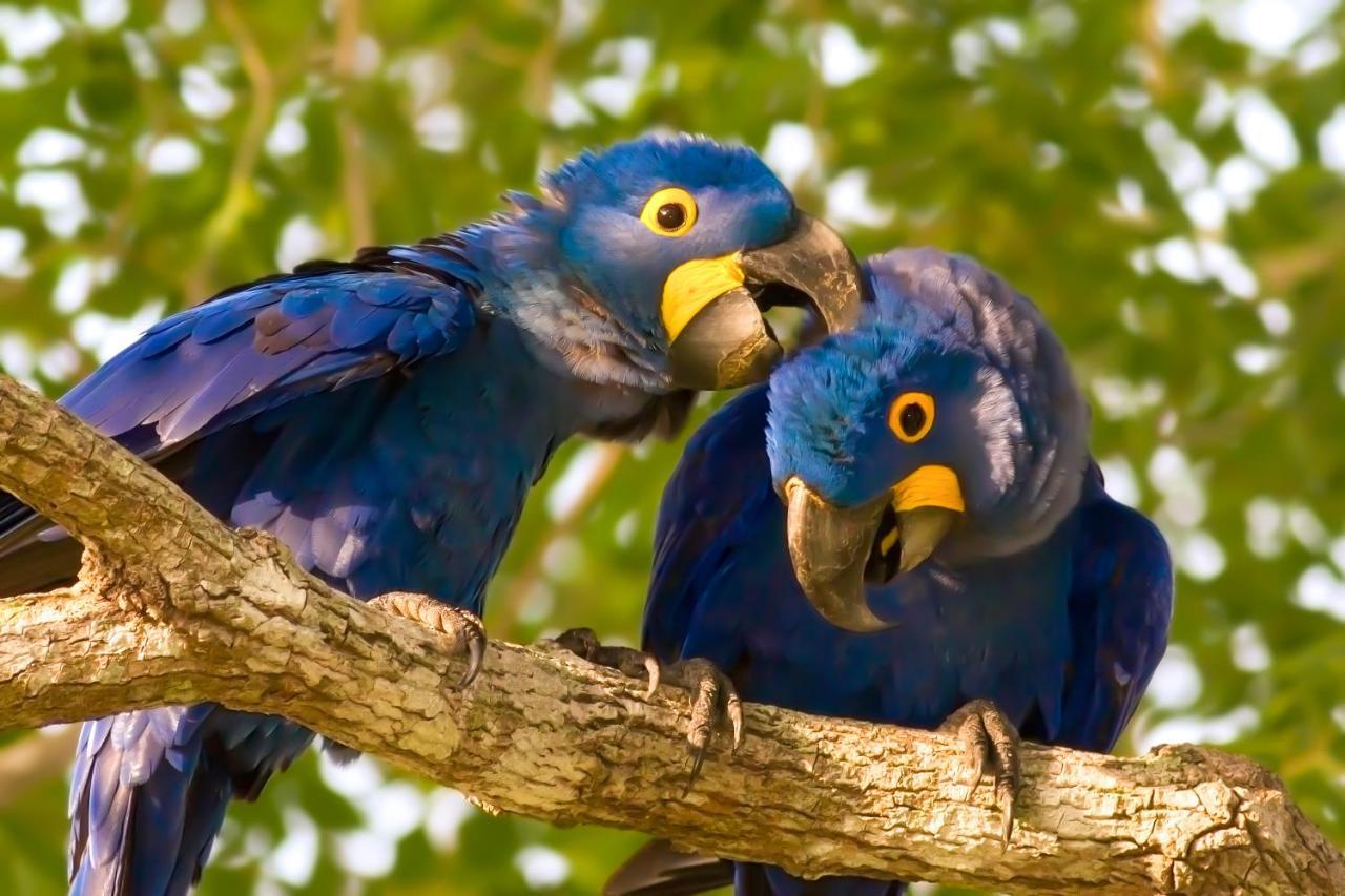 Southwild Pantanal Lodge Pixaim Ngoại thất bức ảnh