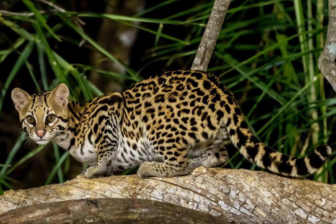 Southwild Pantanal Lodge Pixaim Ngoại thất bức ảnh