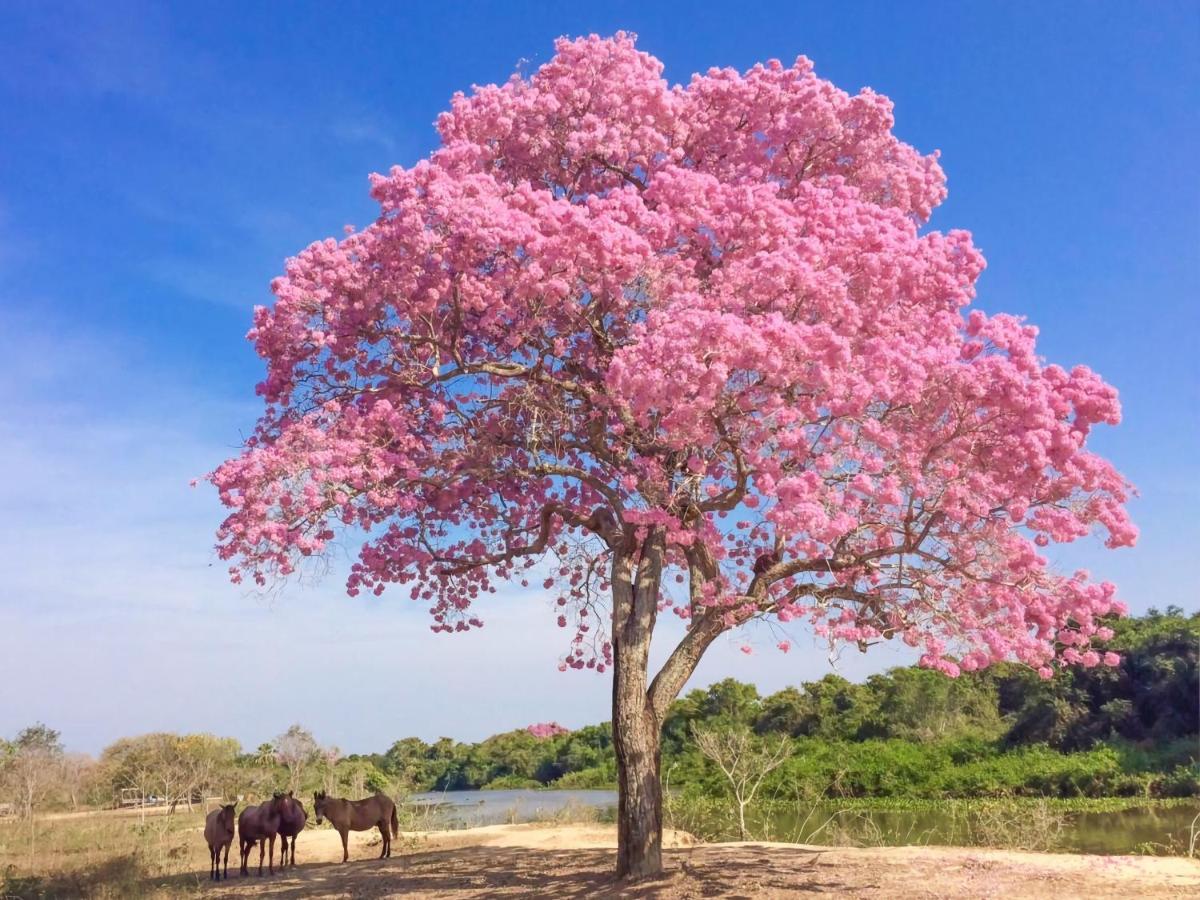 Southwild Pantanal Lodge Pixaim Ngoại thất bức ảnh