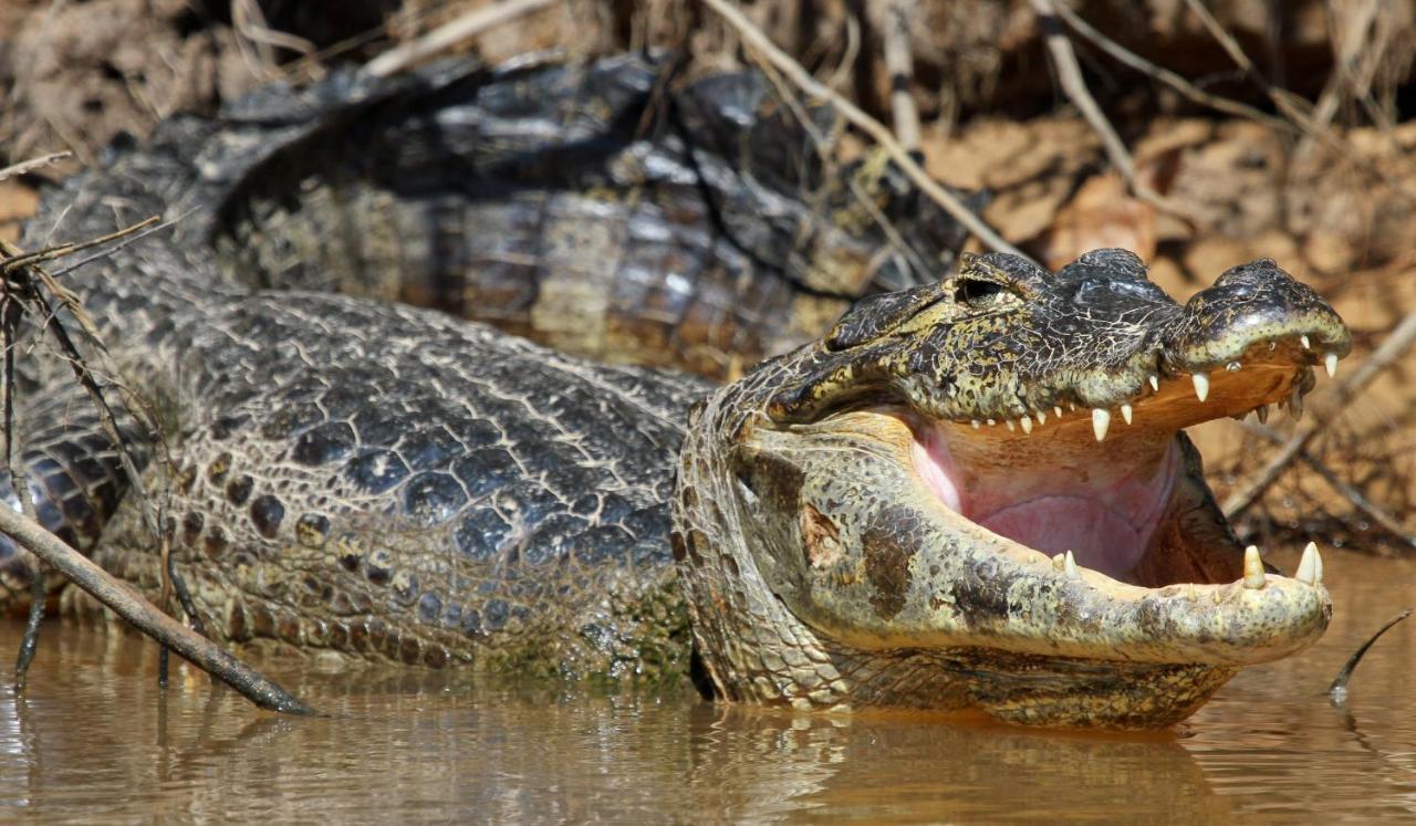 Southwild Pantanal Lodge Pixaim Ngoại thất bức ảnh