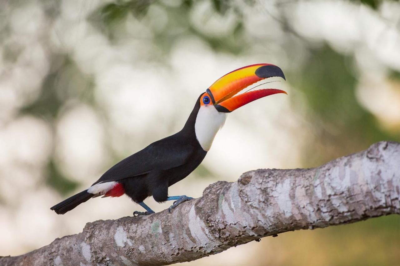 Southwild Pantanal Lodge Pixaim Ngoại thất bức ảnh