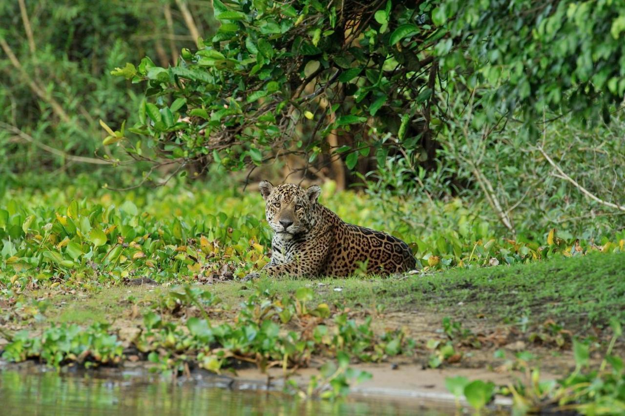 Southwild Pantanal Lodge Pixaim Ngoại thất bức ảnh