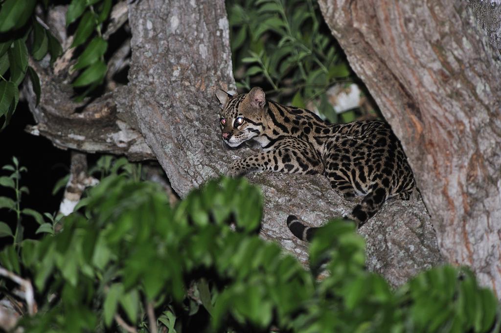 Southwild Pantanal Lodge Pixaim Ngoại thất bức ảnh
