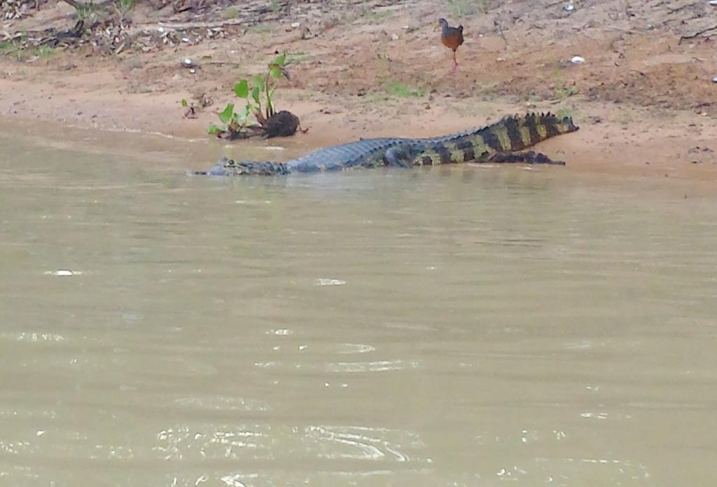 Southwild Pantanal Lodge Pixaim Ngoại thất bức ảnh