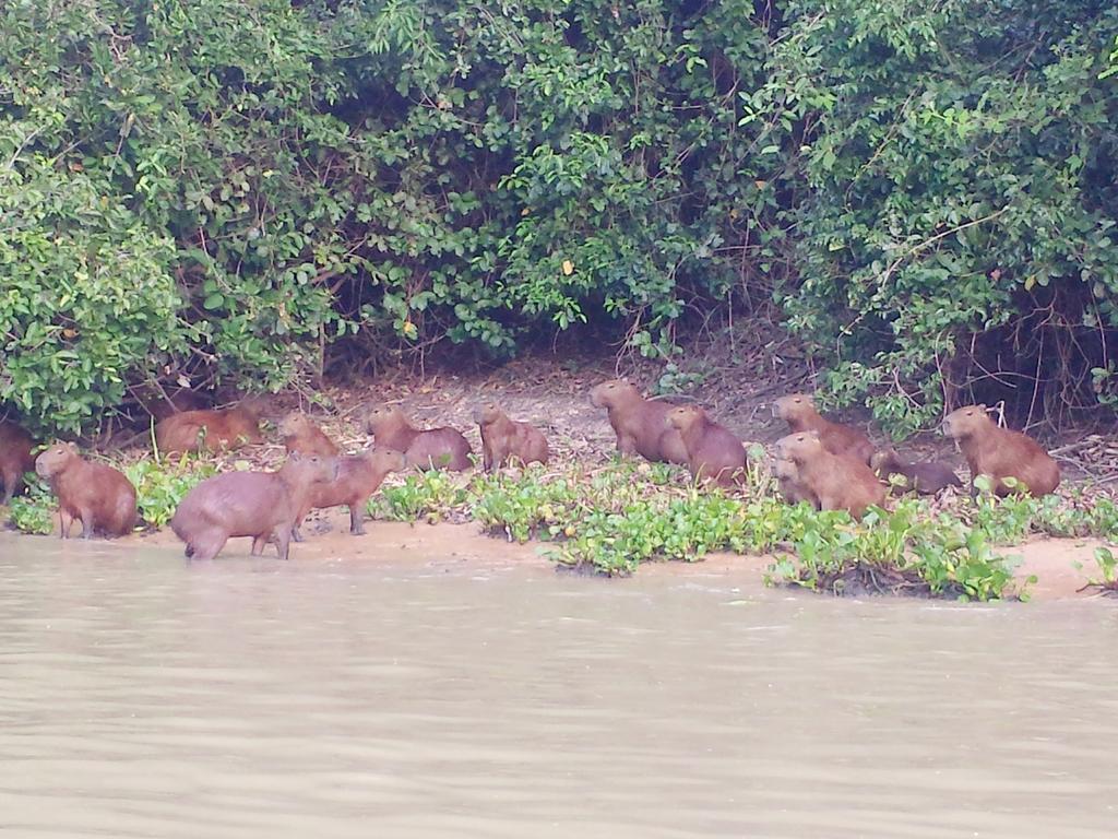 Southwild Pantanal Lodge Pixaim Ngoại thất bức ảnh
