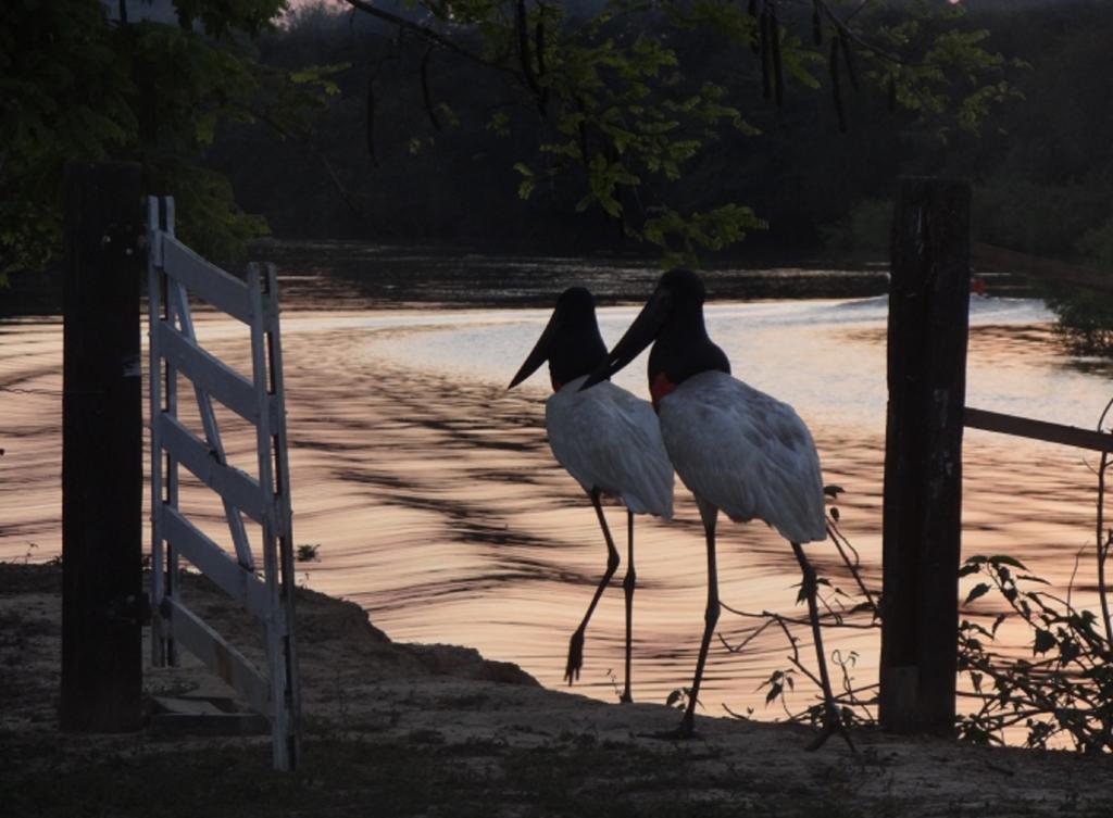 Southwild Pantanal Lodge Pixaim Ngoại thất bức ảnh